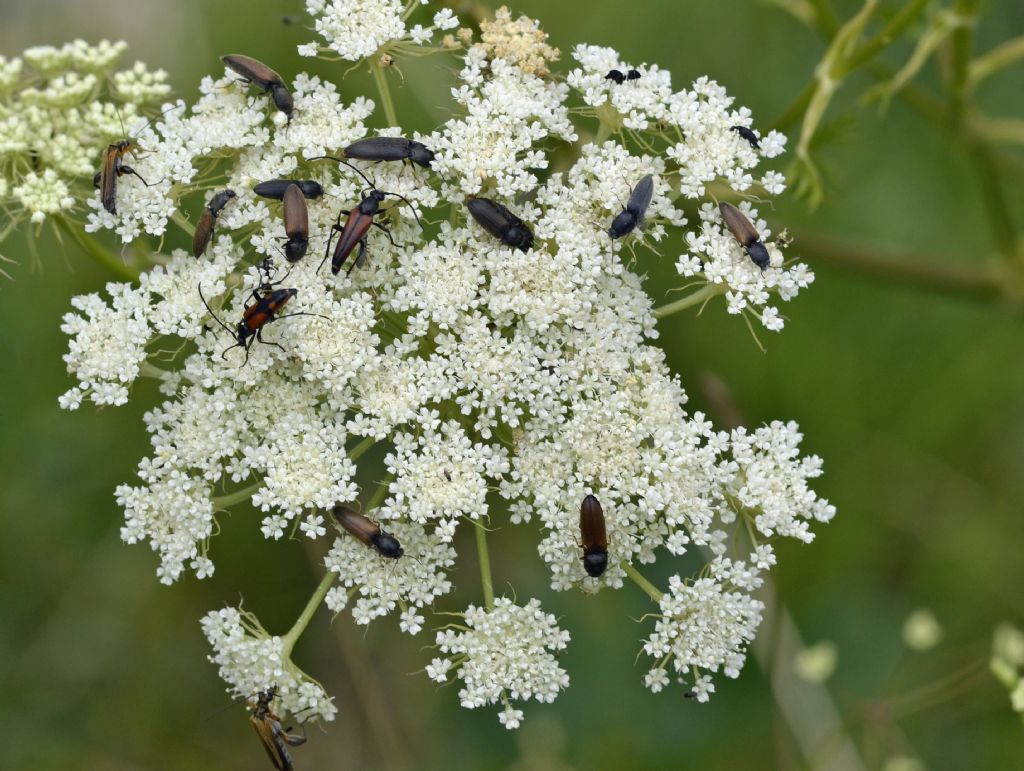 Infiorescenza molto affollata